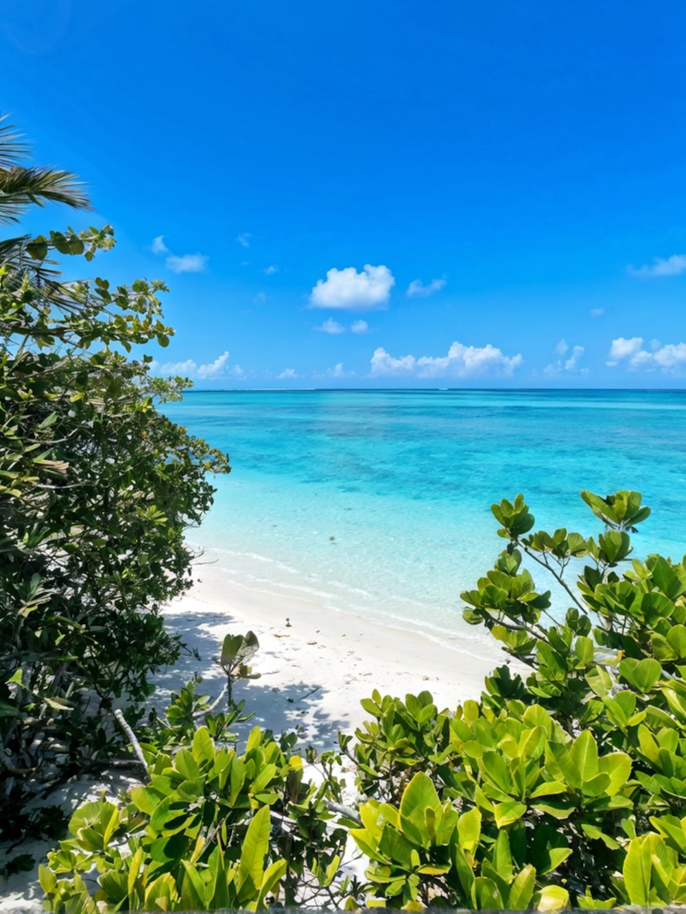White-sand beach and turquoise Caribbean Sea framed by tropical vegetation in Mexico